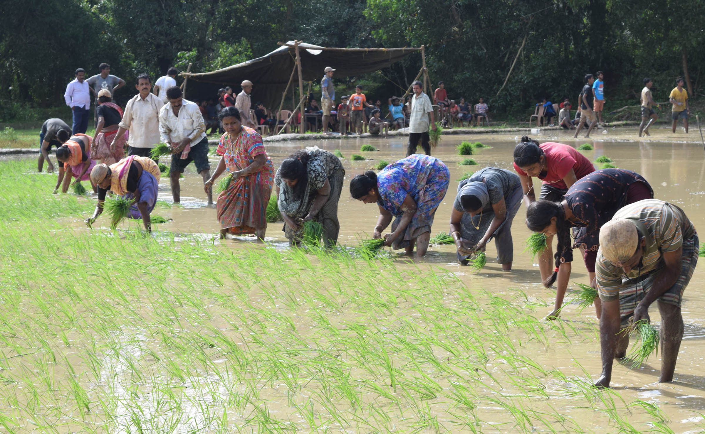 ಬಡವರಿಗೆ ಅಕ್ಕಿ ವಿತರಿಸಲು ಹಡಿಲು ಭೂಮಿಯಲ್ಲಿ ಕೃಷಿ